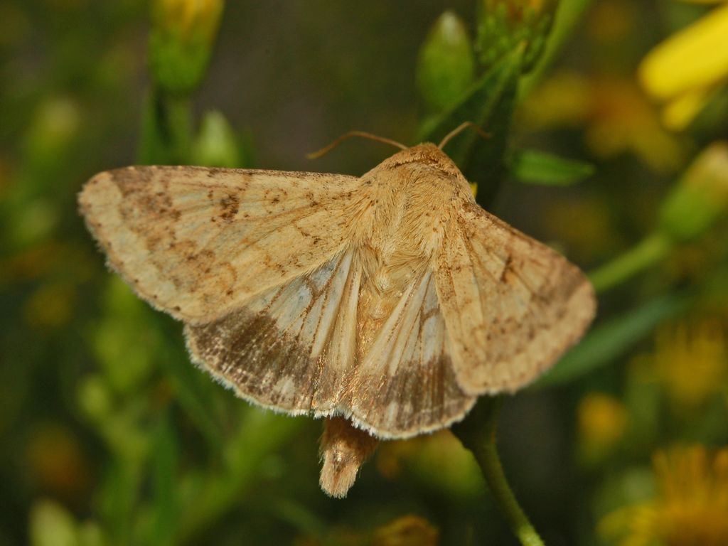 Helicoverpa armigera